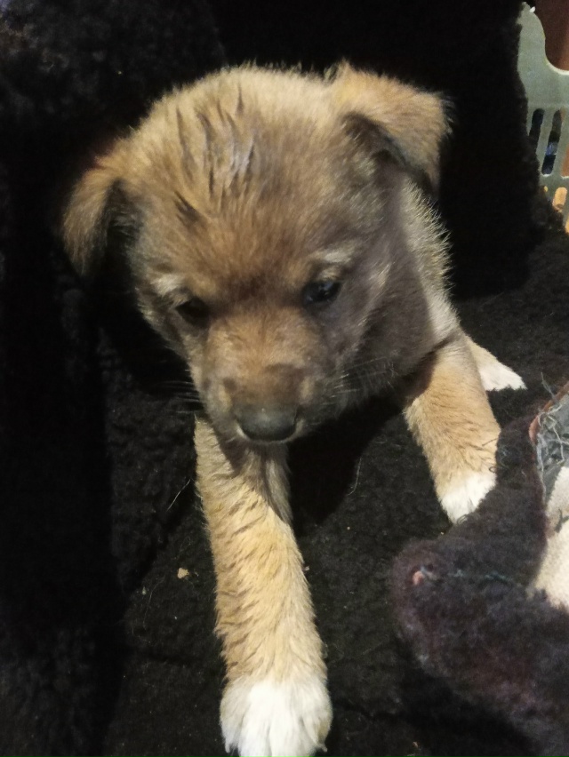 Животные
1. Нашему очаровательному малышу срочно нуже?...