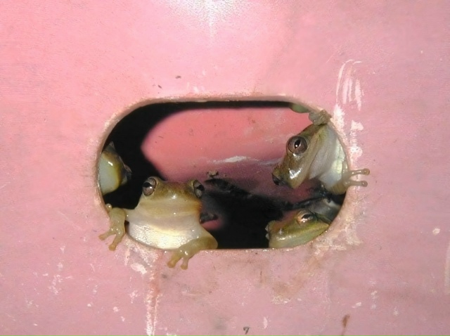 «Не думал, что меня будут осуждать лягушки не выходя из...