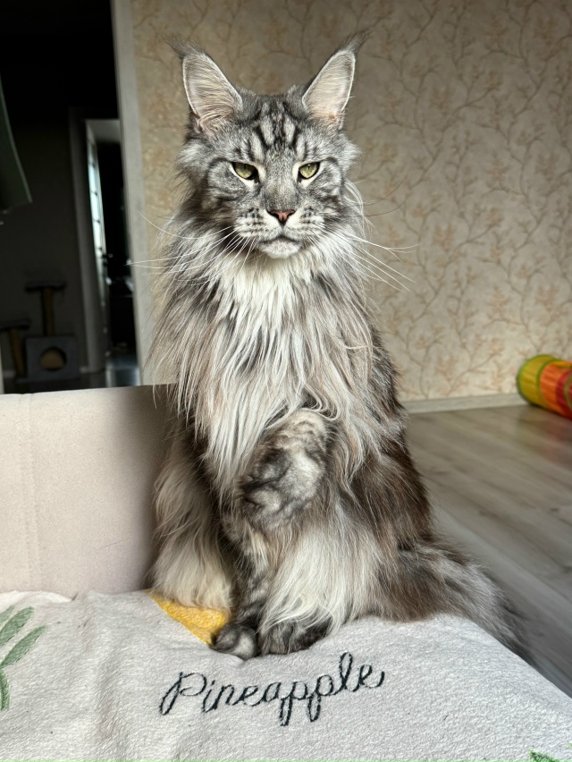 Если вы скучали по Нео и Зевсу, то вот, мужики научились...