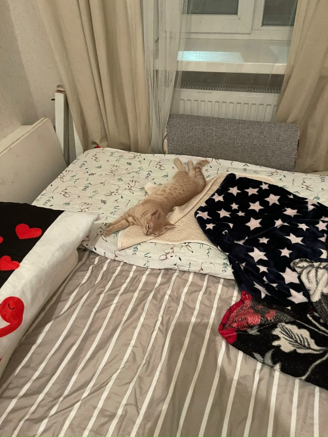 Потерялся котенок , в районе улицы демышева , откликает...