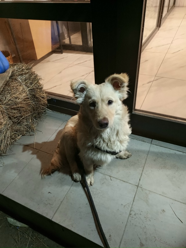 Добрый вечер. 20.11.2025 с передержки в центре города на ул. ...