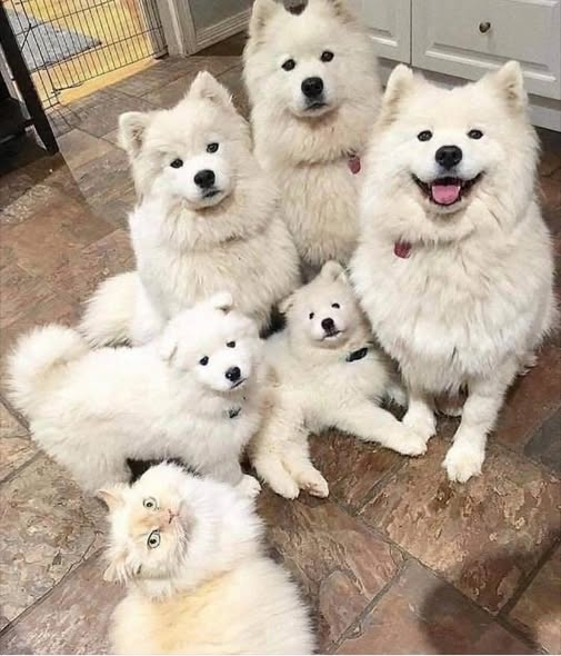 День 3: Они все еще верят мне, что один из них...😂