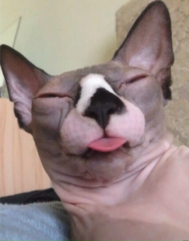 Почему кошки не любят 🍋‍🟩 цитрусовые ?😸
Оказываетс...