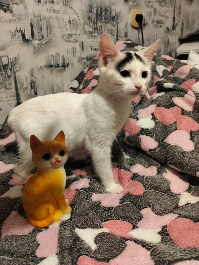 Лен., обл., г.Кировск
Малыш Беляш ищет дом, был найден в п...