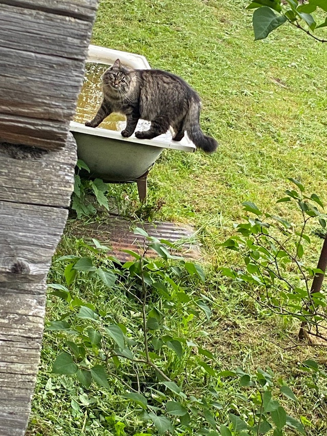 Фима, первый парень на деревне🔝😺