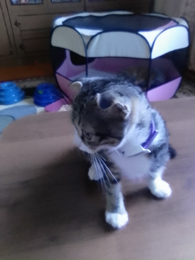 Срочно нужен дом или передержка девочке- вислоушке,мес...