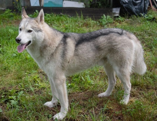 Красавец Саян ищет семью 🐕
Этот пёсо-парень жил со св?...
