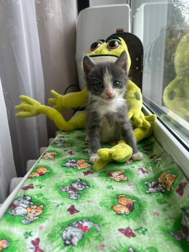 Котята в добрые руки! История у малышей следующая: 3 сен...