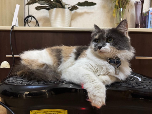 ПРОПАЛА КОШКА❗️❗️❗️
В районе мебельного центра (во?...