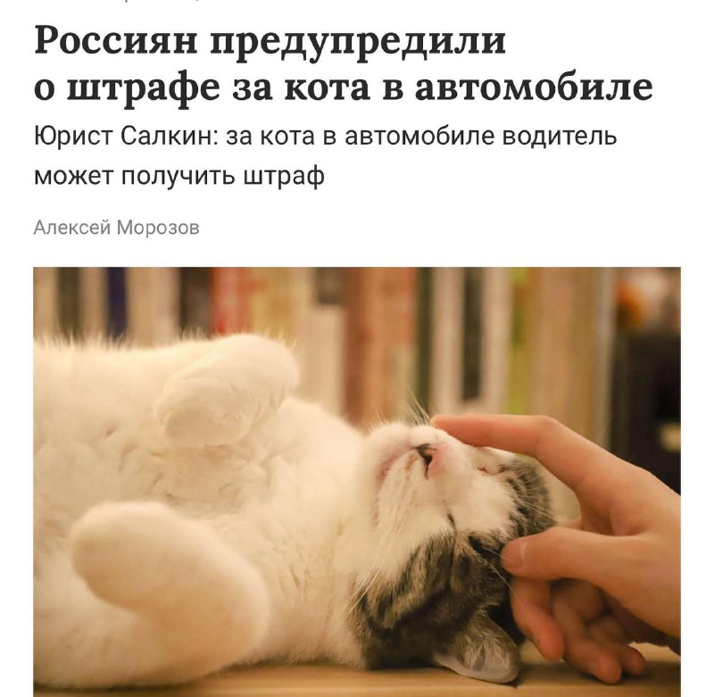 В России можно получить штраф за кота в машине.
Юристы напоминают, что пушистый пассажир формально