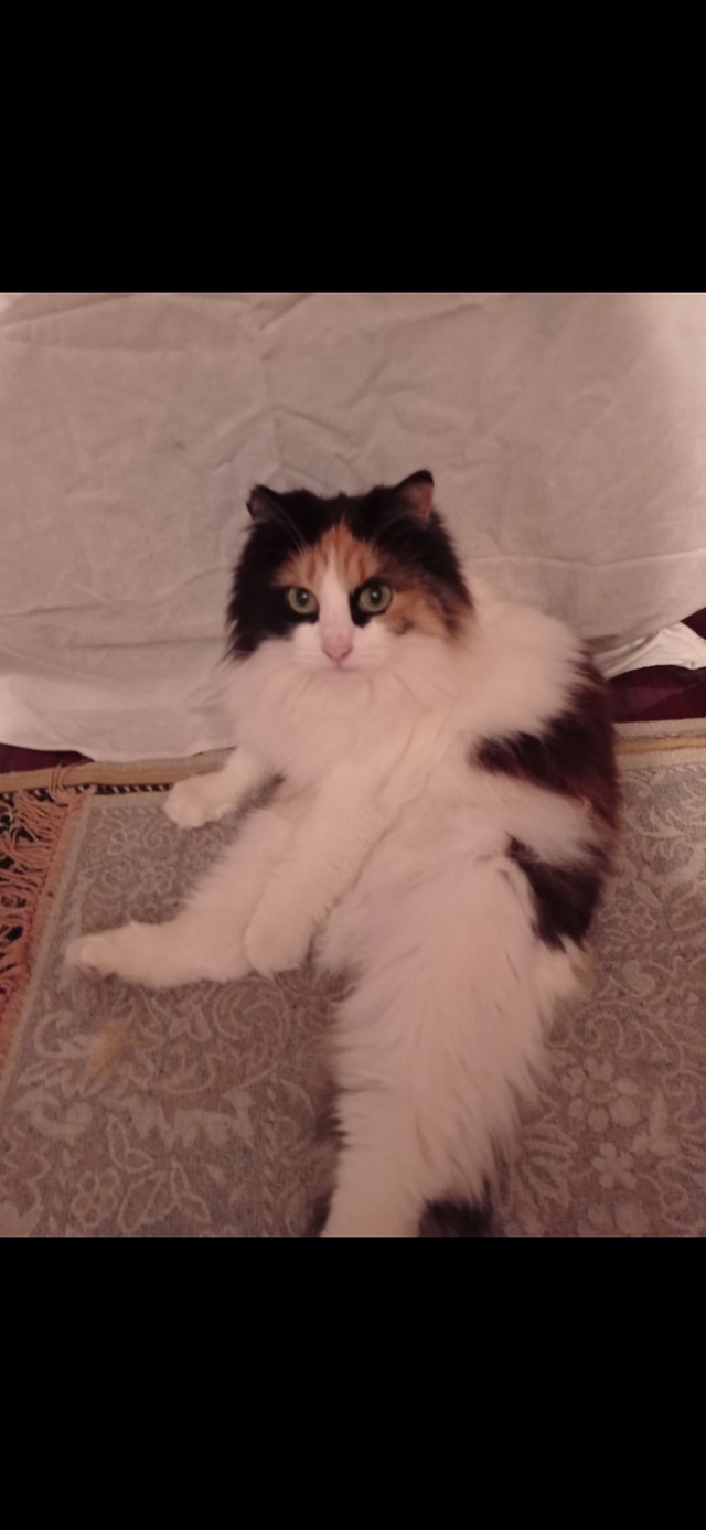 Пропала кошка, зовут Нюша, может кто то видел? Евпатори?...