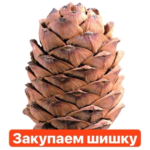 Куплю шишку
+7(922) 256-40-88
2700 за мешок.
Лангепас, Покачи, Ло...