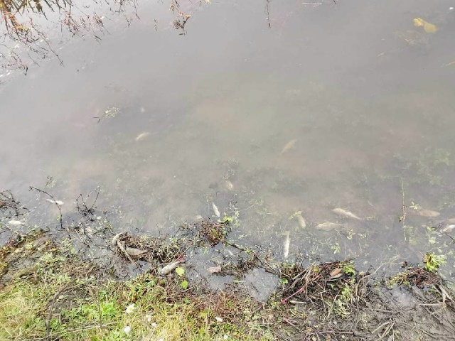 💧В реке Сейм рядом с деревнями Ворошнево и Сергеевка ?...