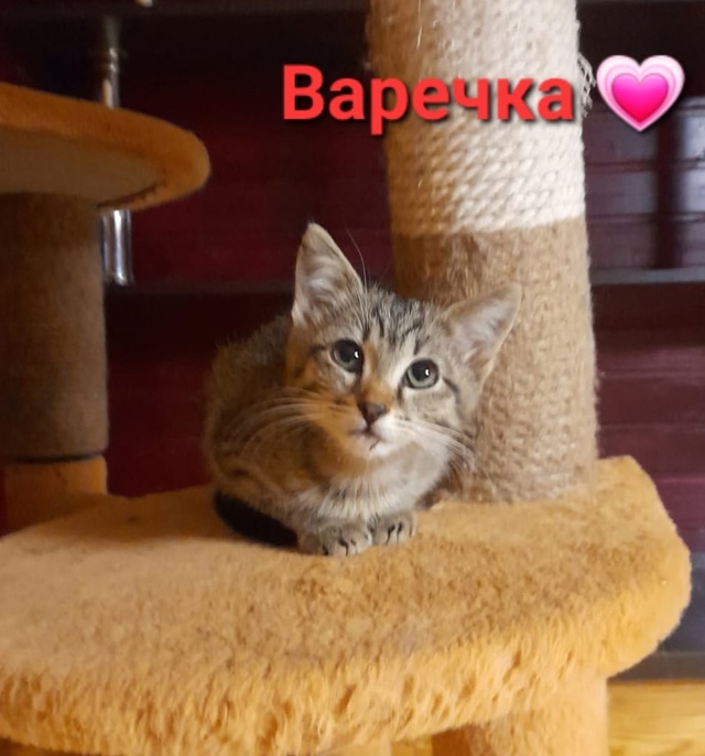Варвара- краса, раскосые глаза, ИЩЕТ ДОМ‼️
Котеночек ?...