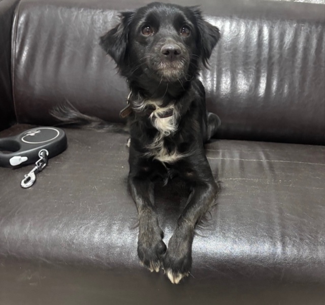 Ищет семью замечательная собачка ❤️Тельма,молоденьк?...