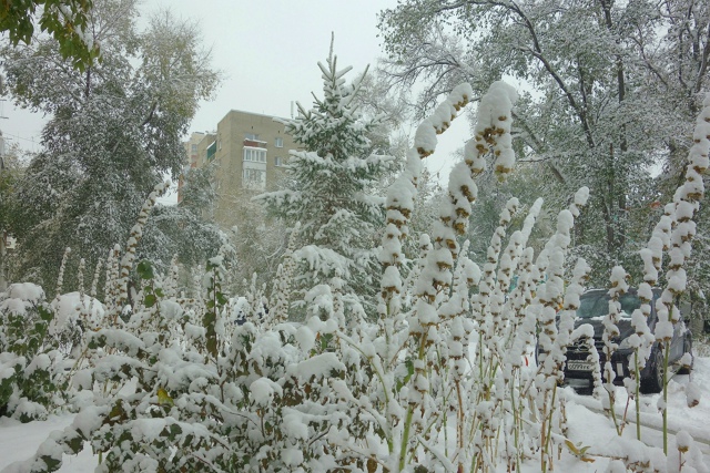 Бeлocнeжнaя oceнь в Ηoвocибиpcкe ❄🍂
Φoтo: Лeнa Γaлкинa