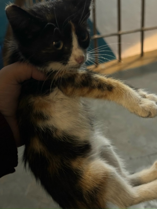 Анонимно пожалуйста!
Подбросили маленького котёнка н...