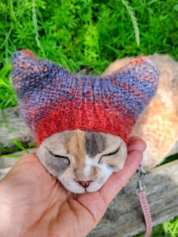 У любителей кошек новый тренд — вязаные шапочки для питомцев
Хозяева делают шапки с ушками, чтобы к