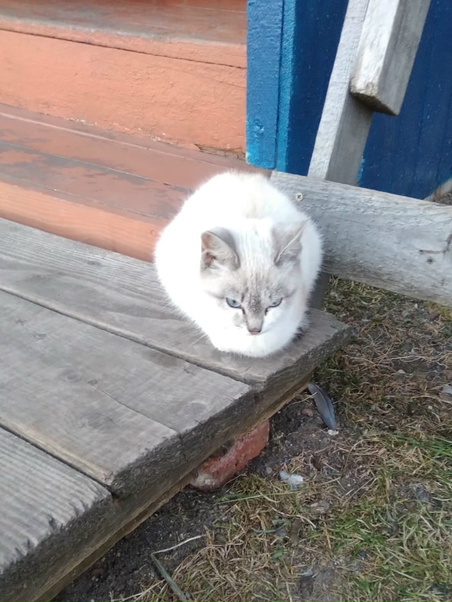 Прибилась кошечка , может кто потерял ? мкр. Кулички