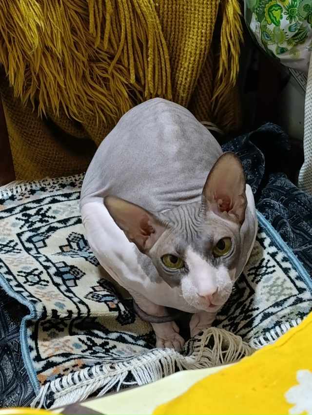 У меня дома живёт яйцо.
Как бы вы назвали его? Мне кажет...