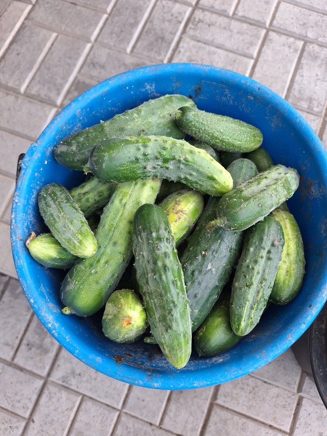 Продам домашние огурцы ,тел.89058169699.