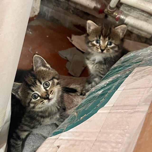 Отдадим котят в добрые руки
4 котенка - 3 девочки и 1 мал?...