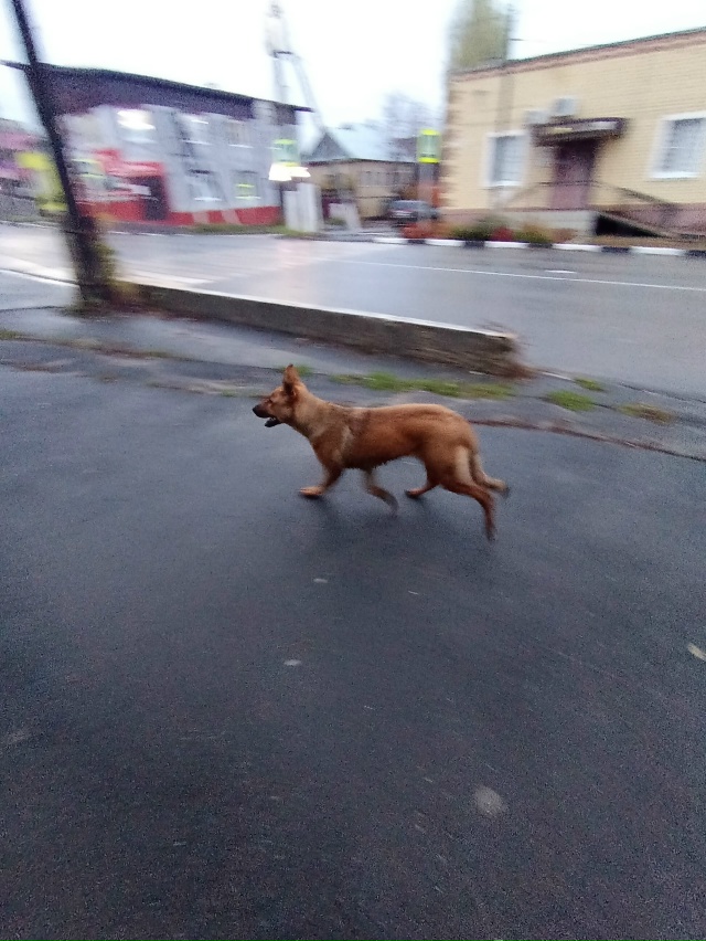 Чья собакевич? Красивая, ухоженная, плотная видно, что ?...