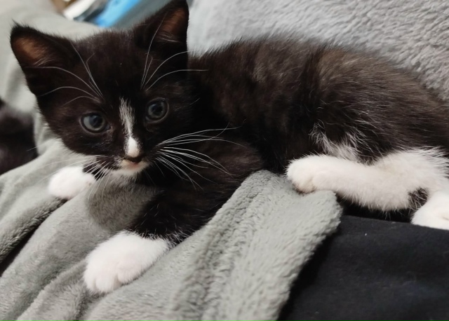 Отдаём котят в добрые руки
Чёрно белый - мальчик
Чисто...