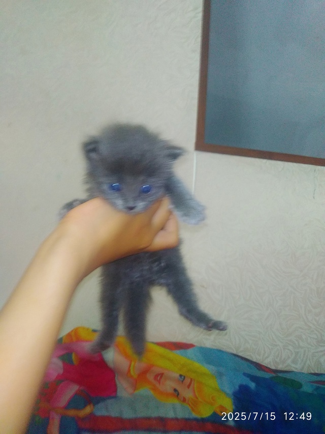 Отдам котенка в добрые руки,
Девочка
4 недели
Ласковая...