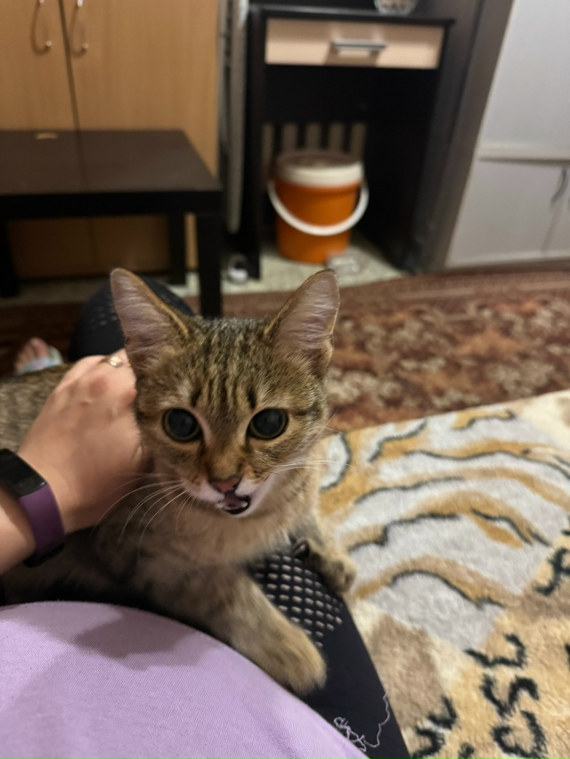 Здравствуйте! Сегодня днём (09.08) нашла котёнка-подростк...