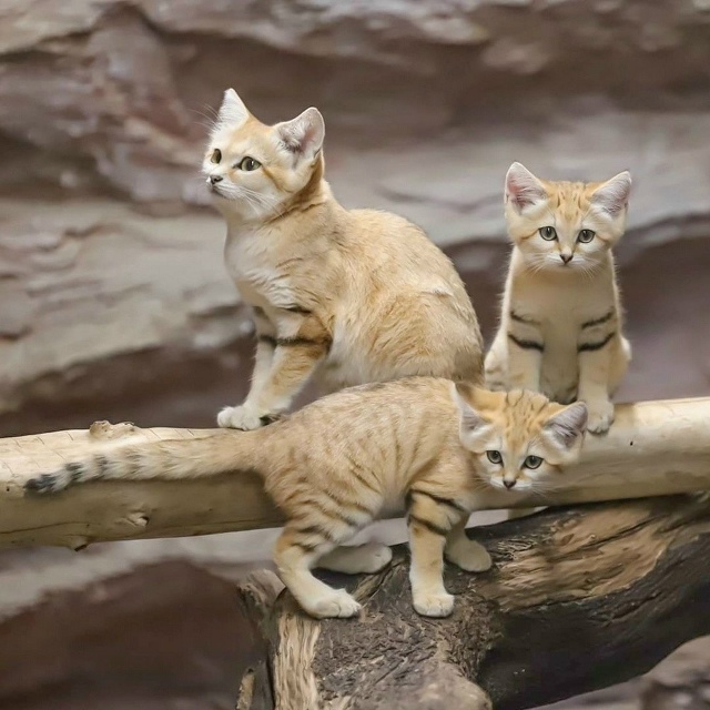 Песчаные котики — это самые маленькие дикие кошки, кот...