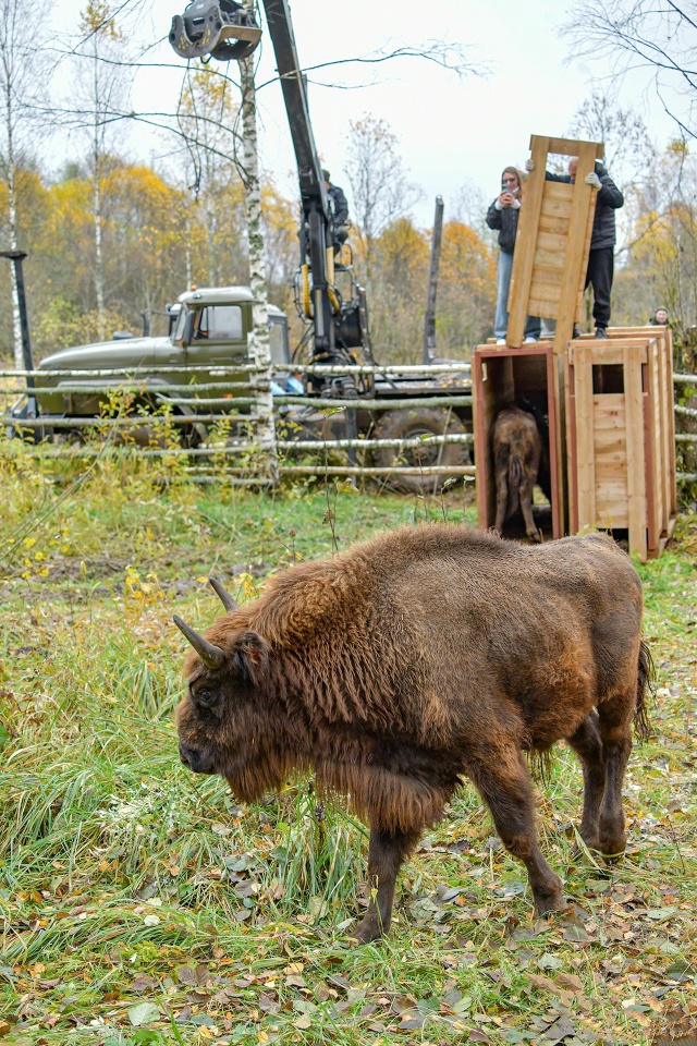 🐃🐃🐃Продолжается реализация восстановления популя?...
