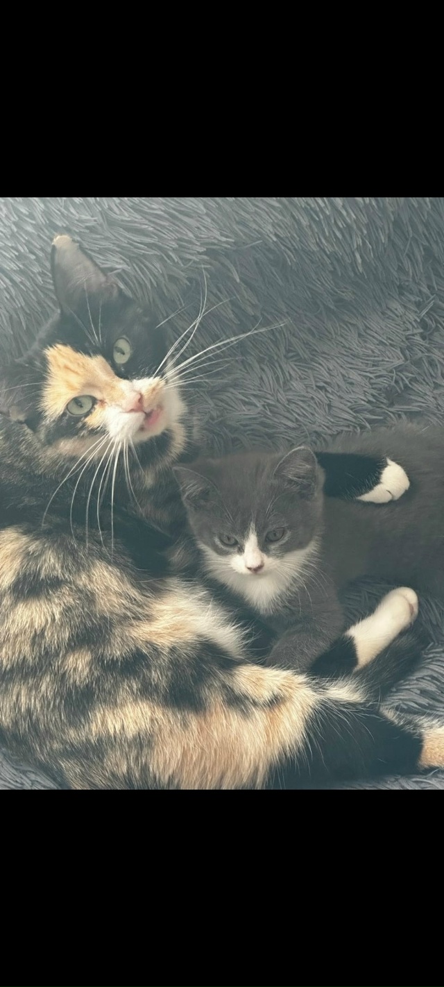 В связи переездом в другой город отдам кошек. В лоток х?...