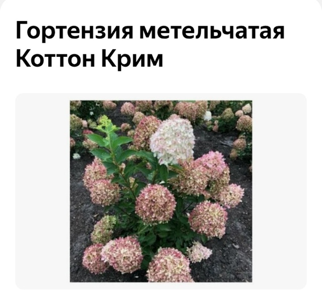 Предлагаю вам гортензии и хосты разных сортов.
Гортенз...