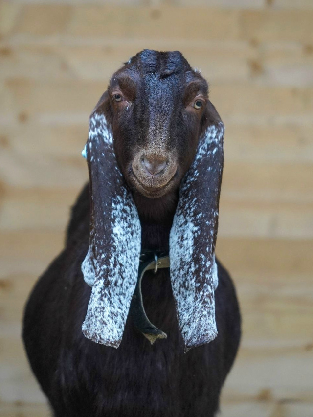 Вот такие пушистые очаровашки теперь живут в парке ЦПК...