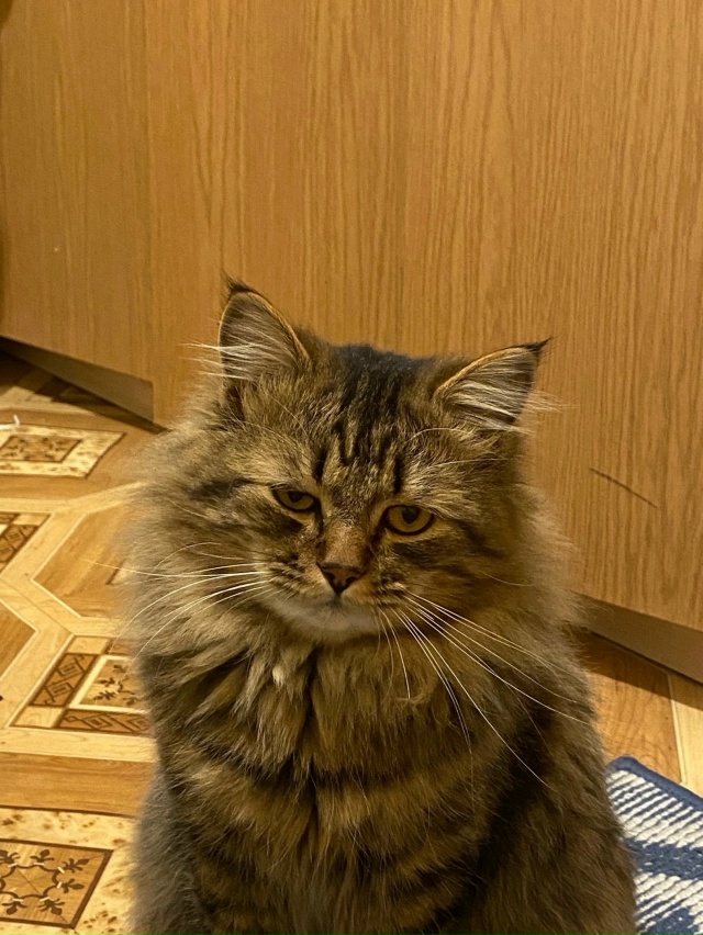 Сава. На самом деле кот грустинка. Постоянно в печали и ...