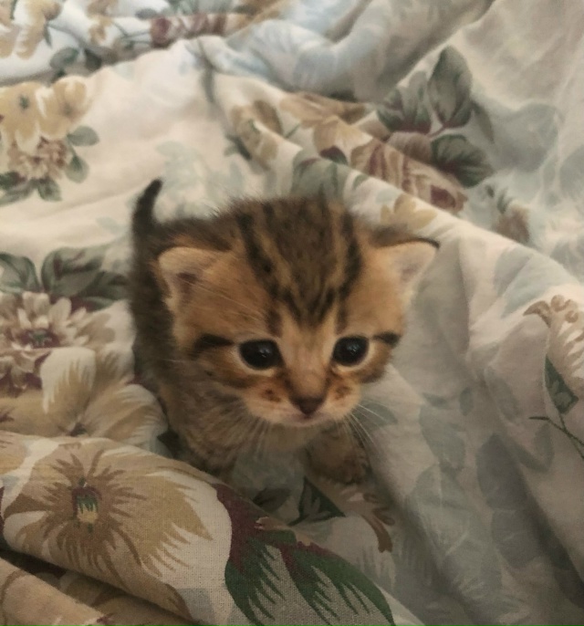отдам котят в добрые и заботливые руки, котята игривые ...