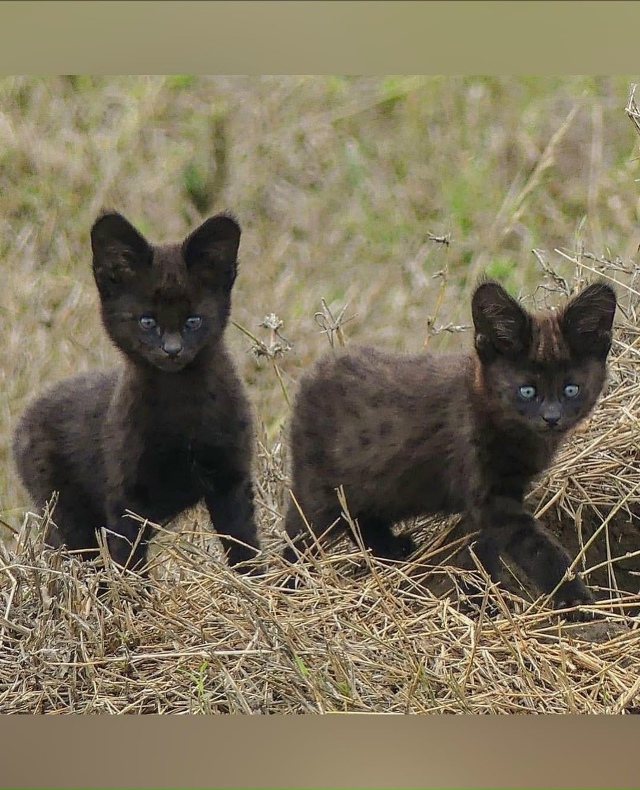 Одна из самых редких и загадочных кошек в мире – черны?...