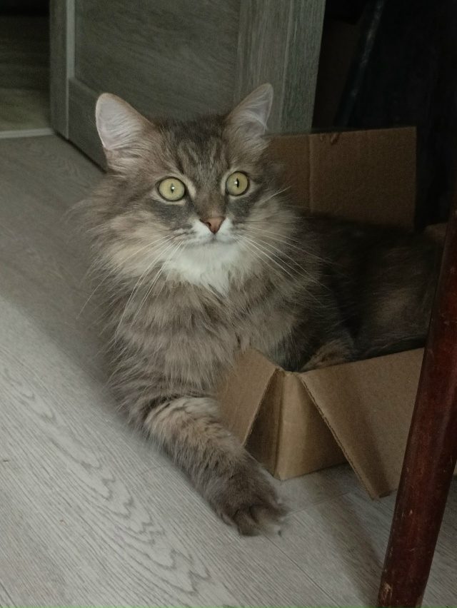 Коробочкин Маркиз Алексеевич 😁