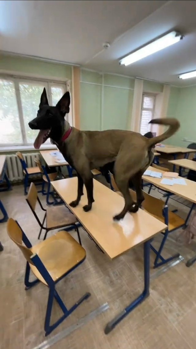 ТИПИЧНЫЙ ДЕНЬ В НАШЕЙ ШКОЛЕ😅
Остался на второй год?)
А?...