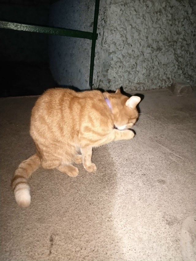 Появился котик,очень ласковый, ухоженный. Видно что до?...