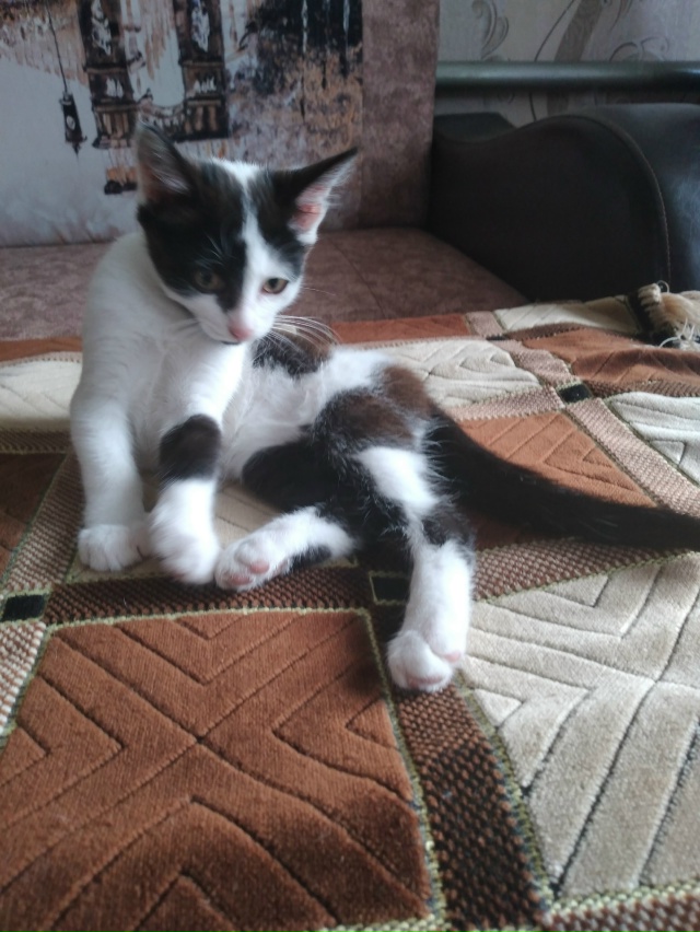 Отдадим в добрые руки красивого котика - 3 месяца Степа?...