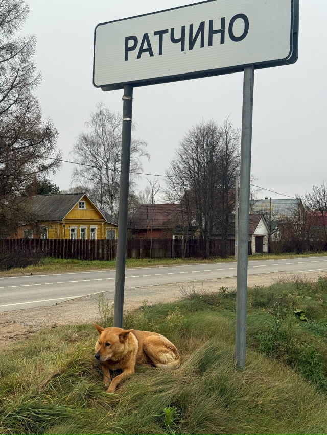 ‼️НАШЛАСЬ СОБАКА‼️
под знаком в деревне Ратчино леж?...