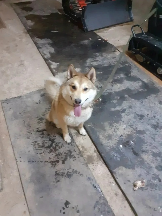 Помогите пожалуйста найти собаку! Лайка, откликается н...