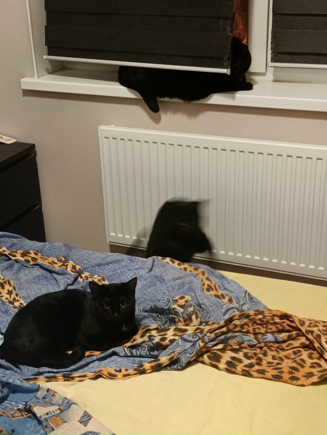 Коты в трех состояниях: твердое, газообразное и жирное