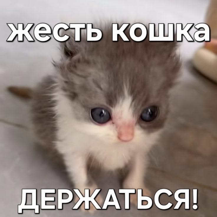 это я на работе пытаюсь не сожрать принесенный с собой обед в 9:30 утра