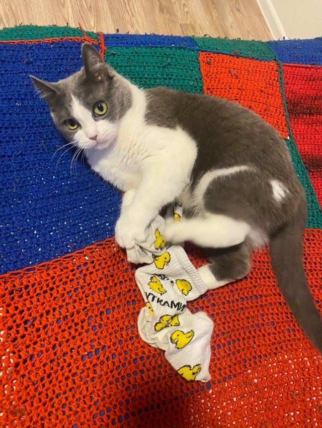 Жмыхнуло.
Любит Мурёна носки мужа.
#мурёнакошечка