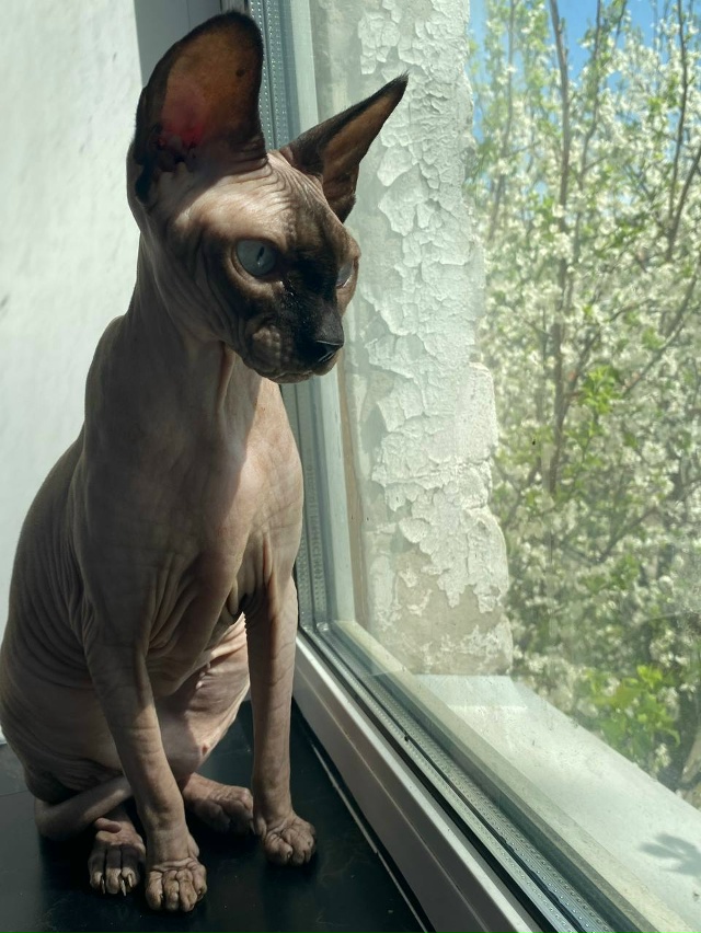 Мой любимый лысый попик Ева🥰❤️😍