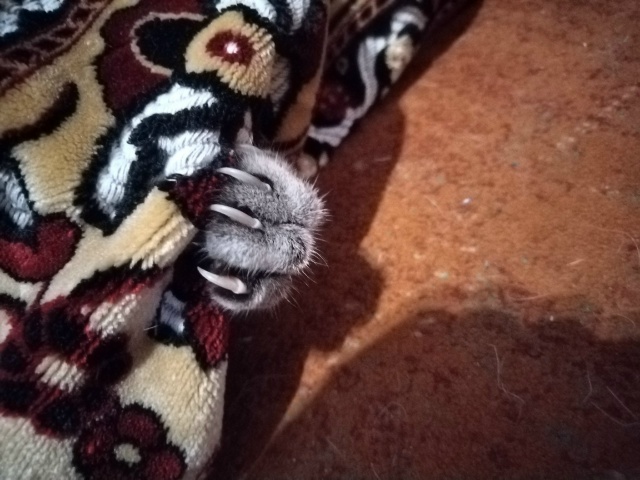 Найди кота 😊