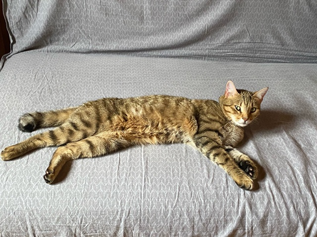 9.10 потерялась кошка СНТ Юбилейный, рядом с Новым Снопк?...